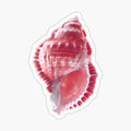 Seashell Pink