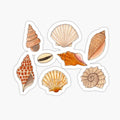 Seashells on the beach