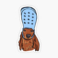 Dog With Crocs