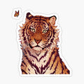 Siberian tiger