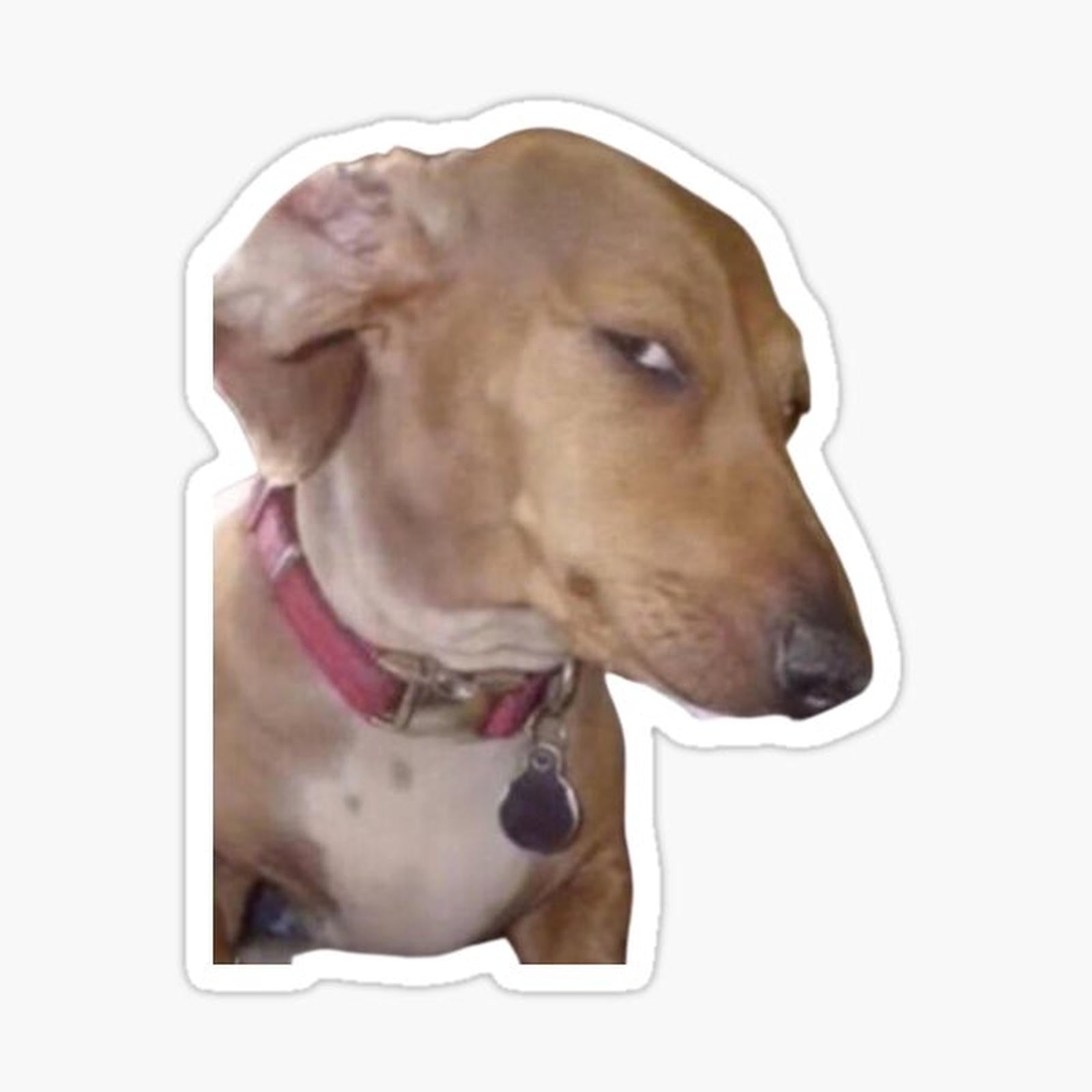 Side eye dog meme