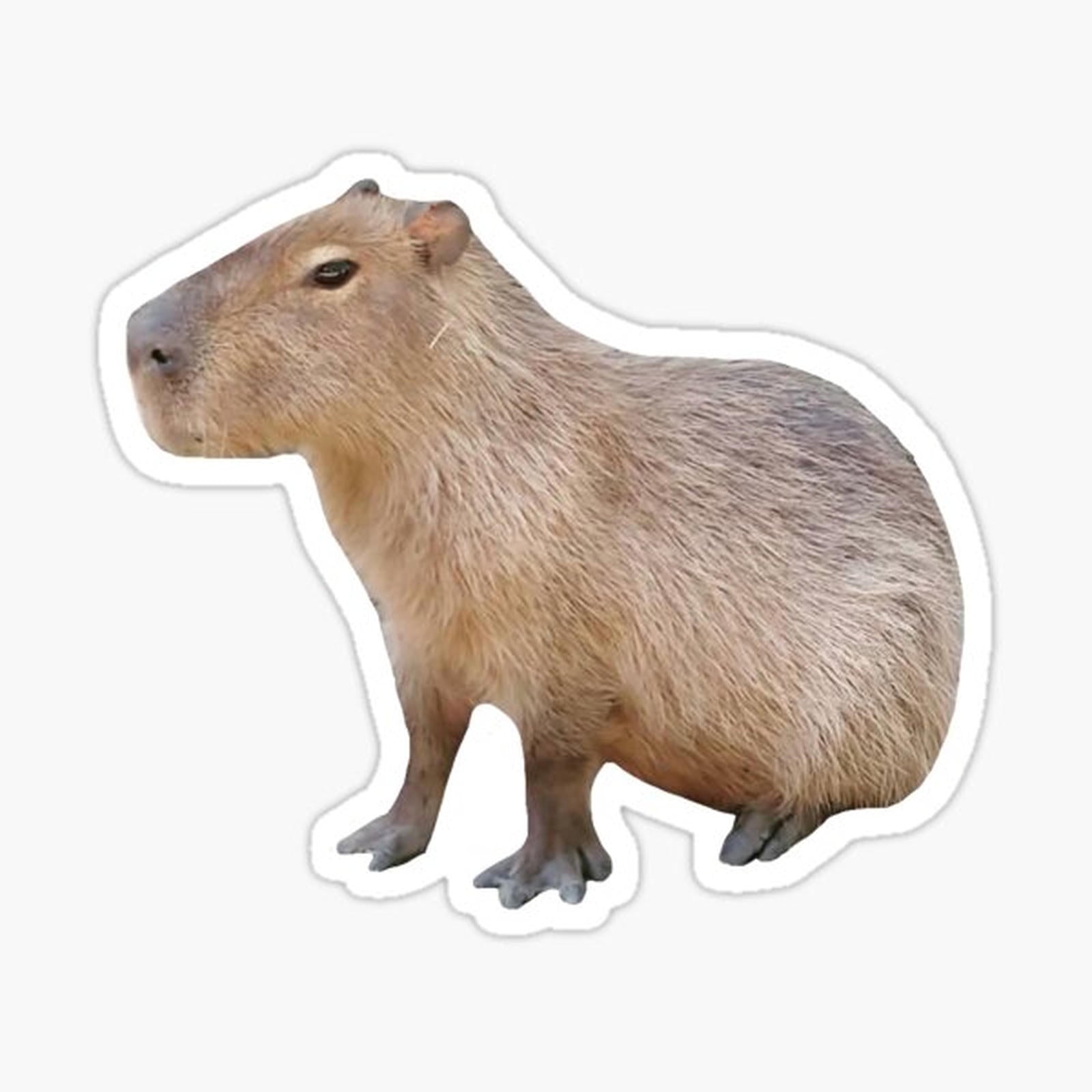 Sitting Capybara
