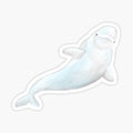 Small Beluga