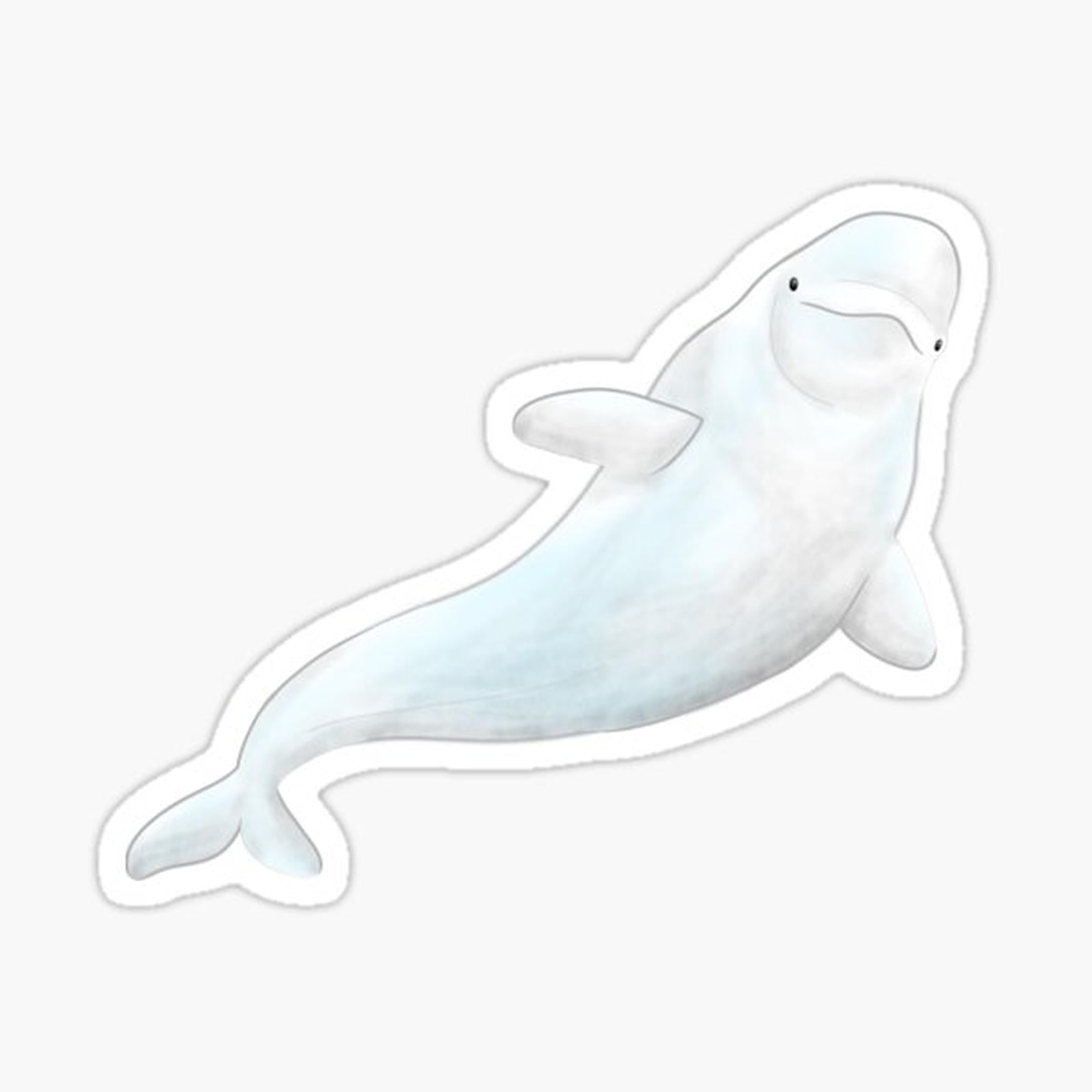 Small Beluga
