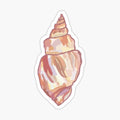 Spiral seashell