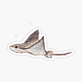 Spotted Sting Ray
