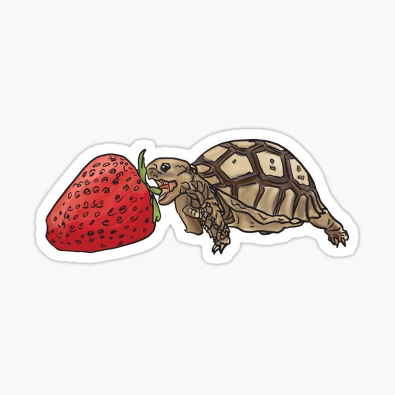 sulcata tortoise vs strawberry