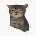 sulky mad sad cat meme