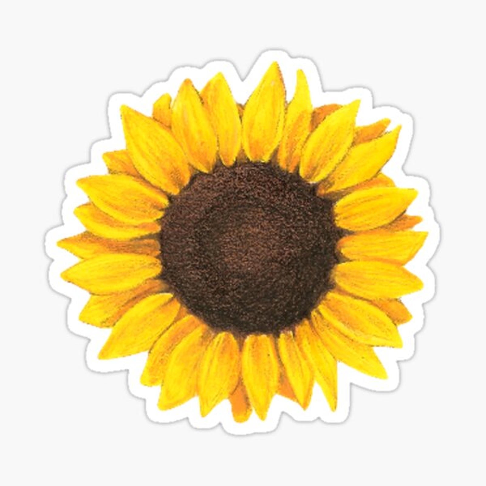 Sunflower drawing