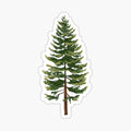 The Grand Fir