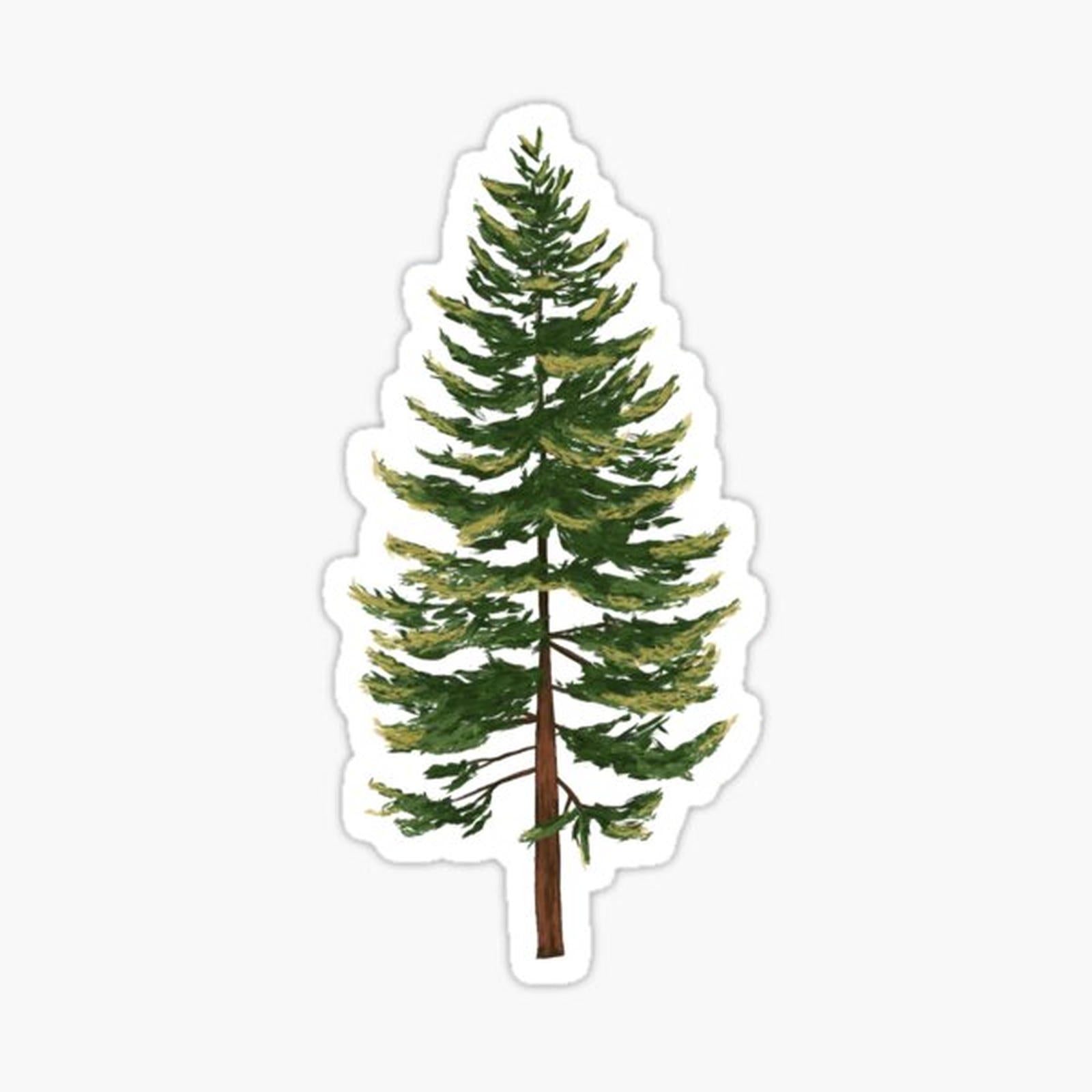 The Grand Fir