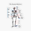 The Human Skeleton, anatomy, vintage