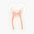 Tooth inside