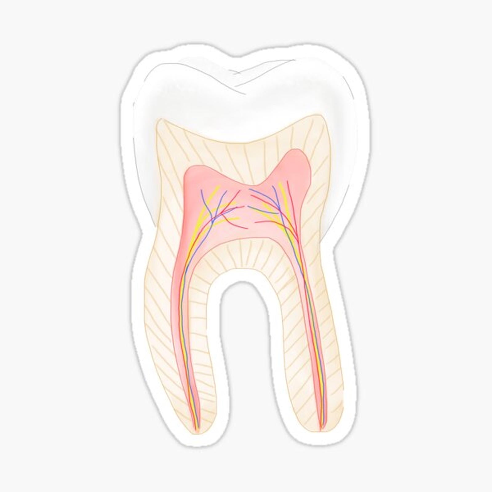 Tooth inside