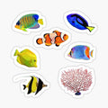 Tropical Ocean Fish