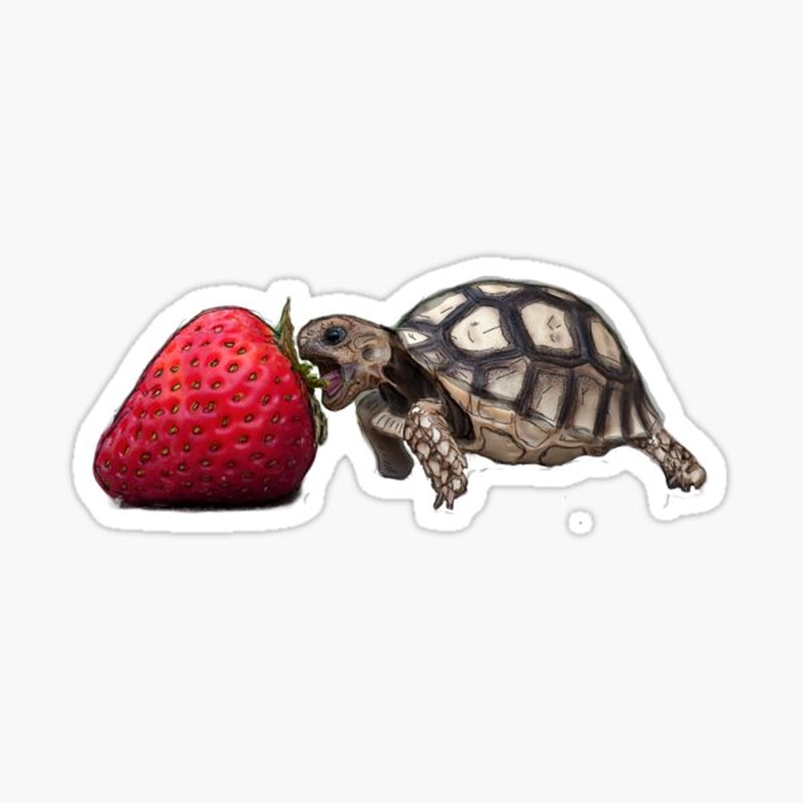 Turtle Eating Strawberry