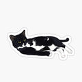 Tuxedo Cat Lounging