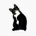 Tuxedo Cat