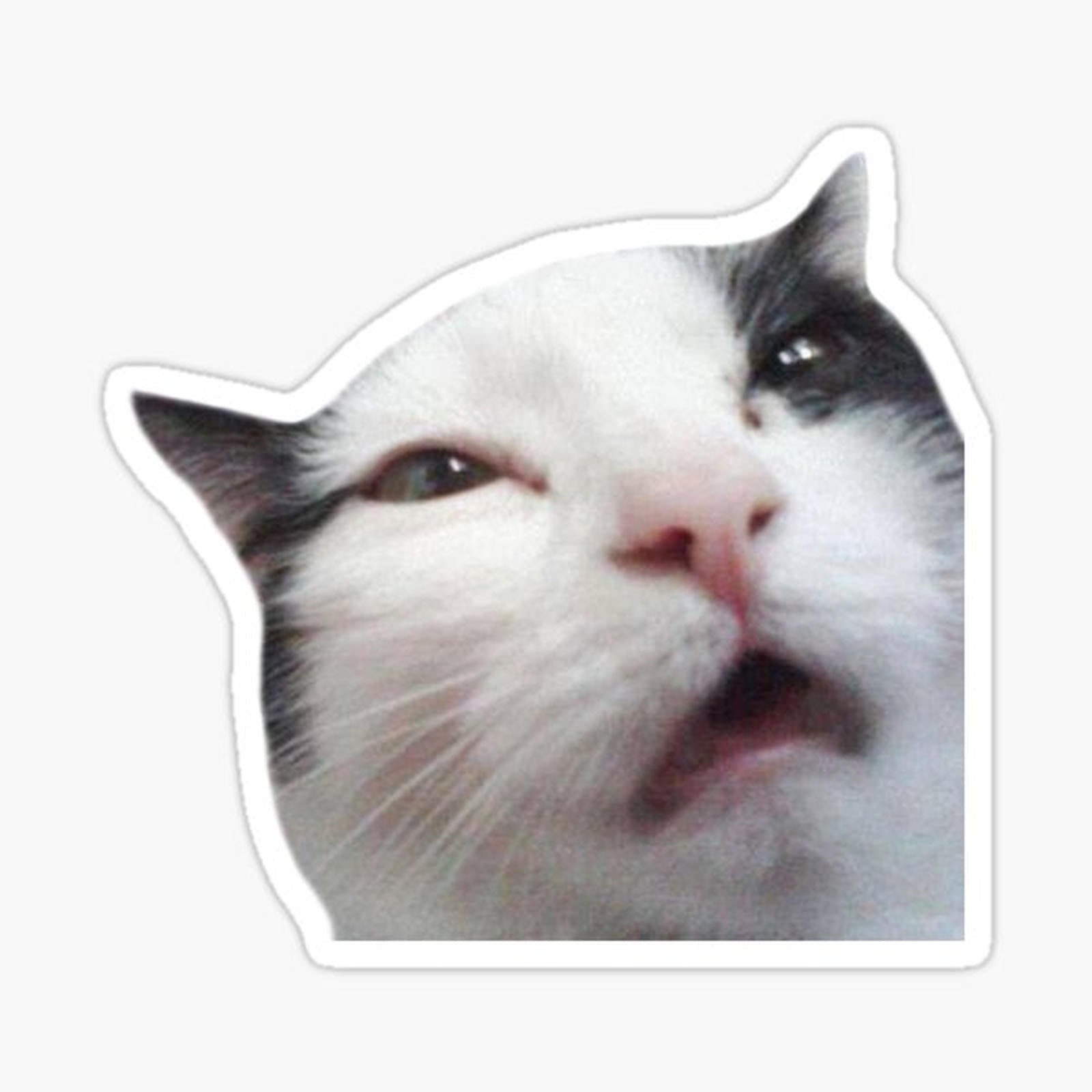 Uncomfortable Cat