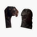 Viral dog meme