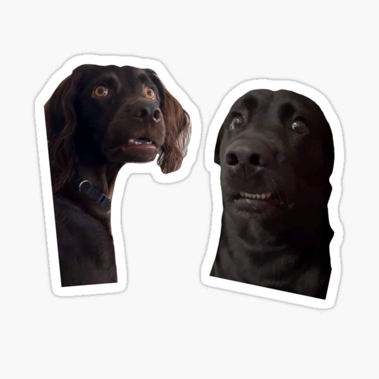 Viral dog meme