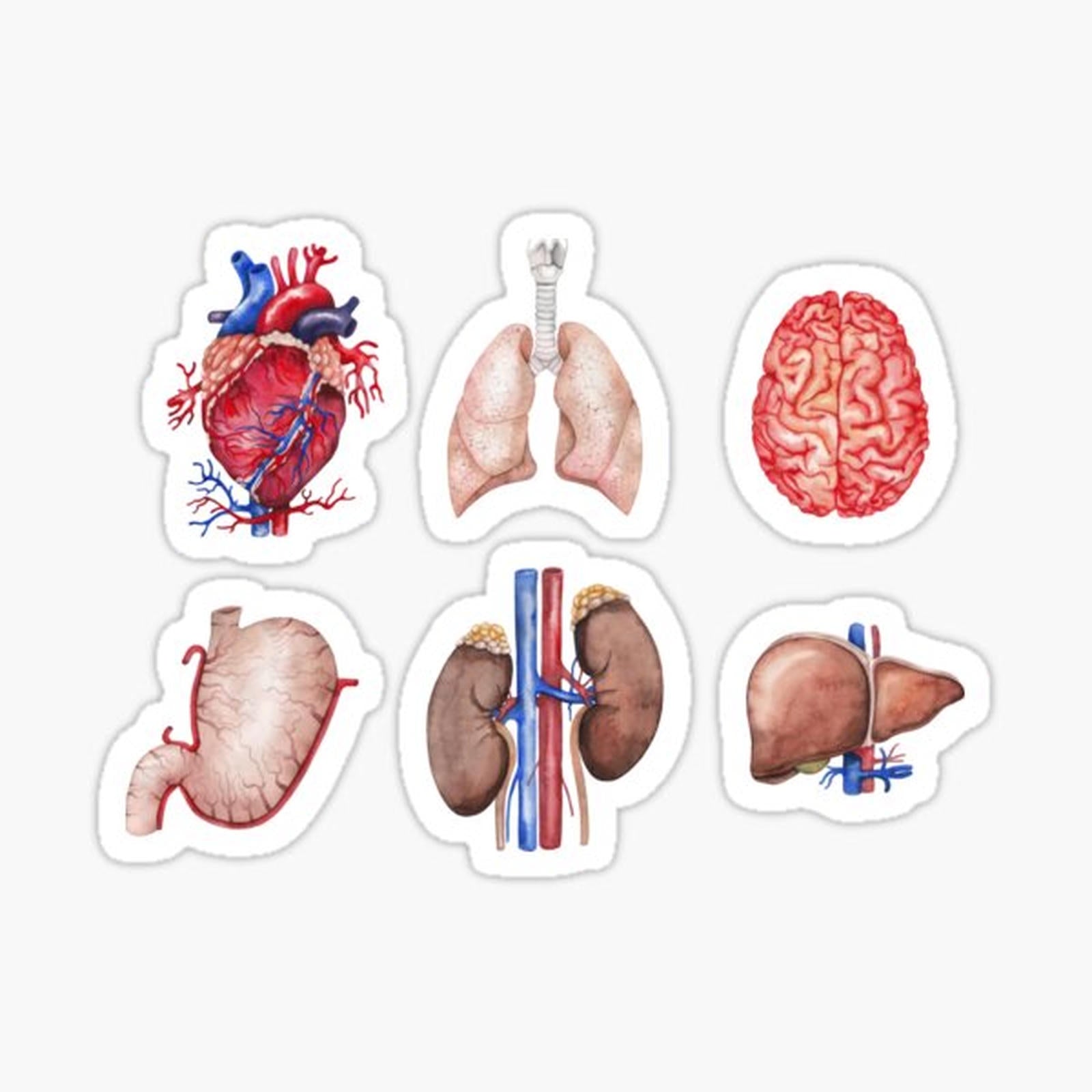 Watercolor anatomy collection