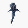WHALE SHARK II-Rhincodon typus
