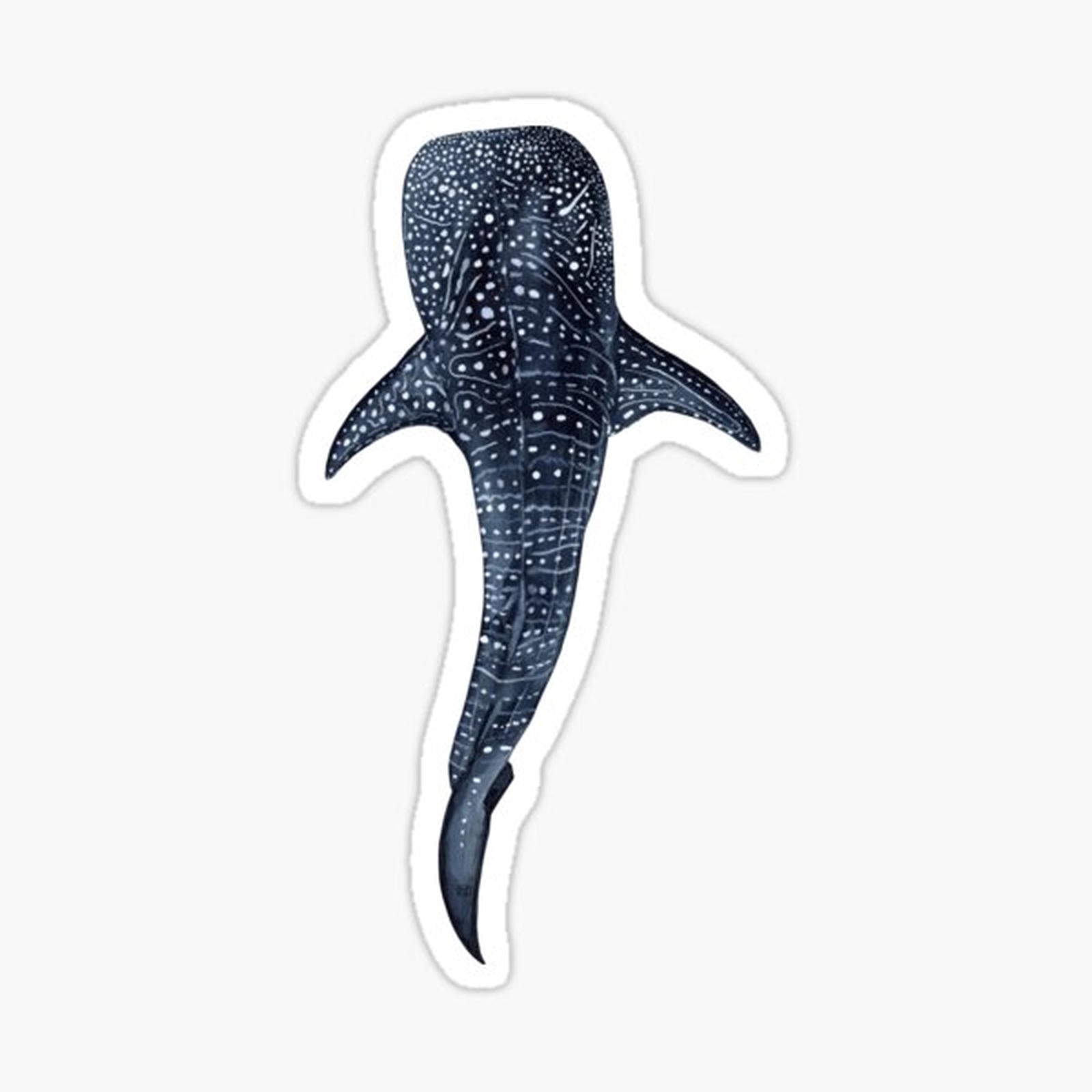 WHALE SHARK II-Rhincodon typus