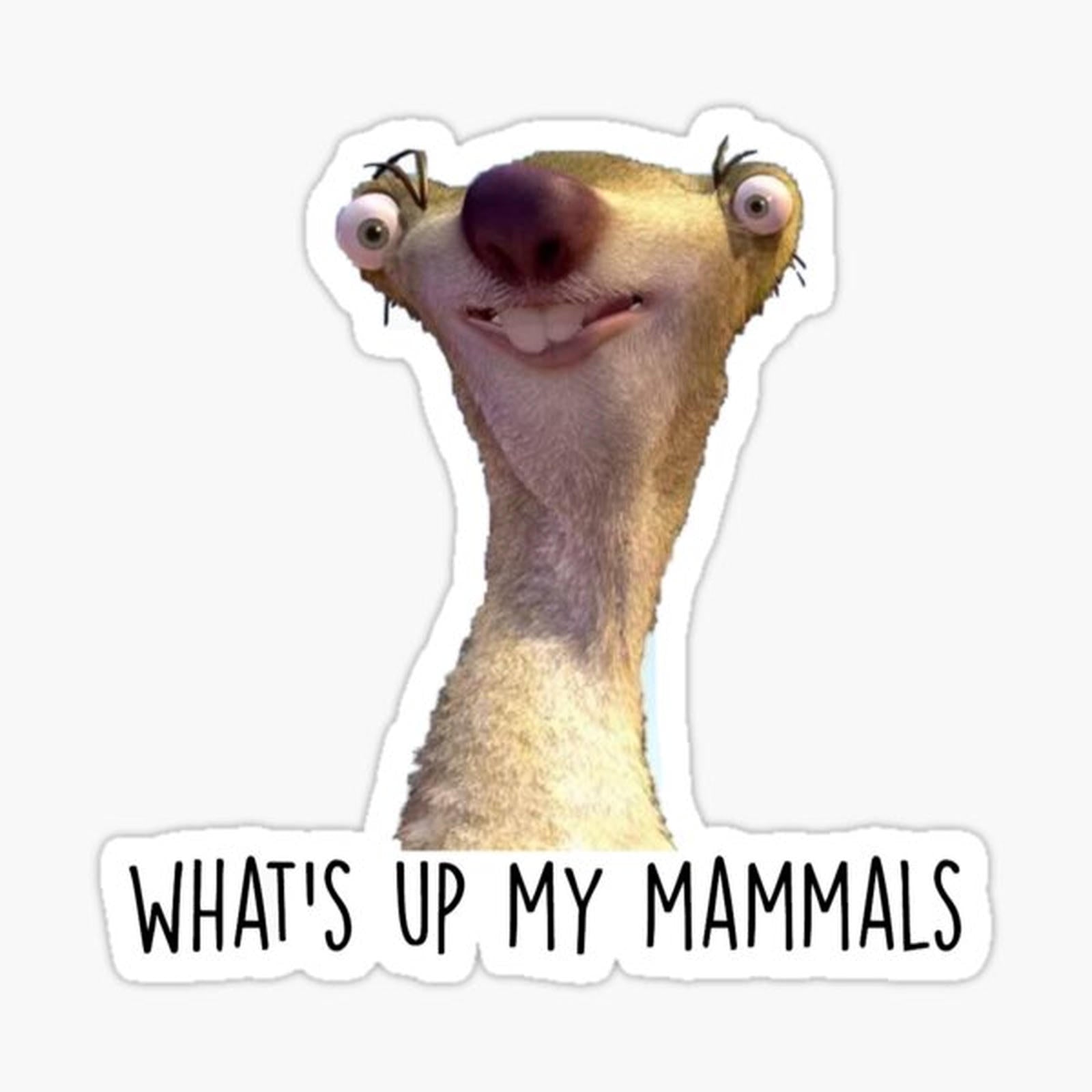 What’s Up My Mammals It’s Sid the Sloth