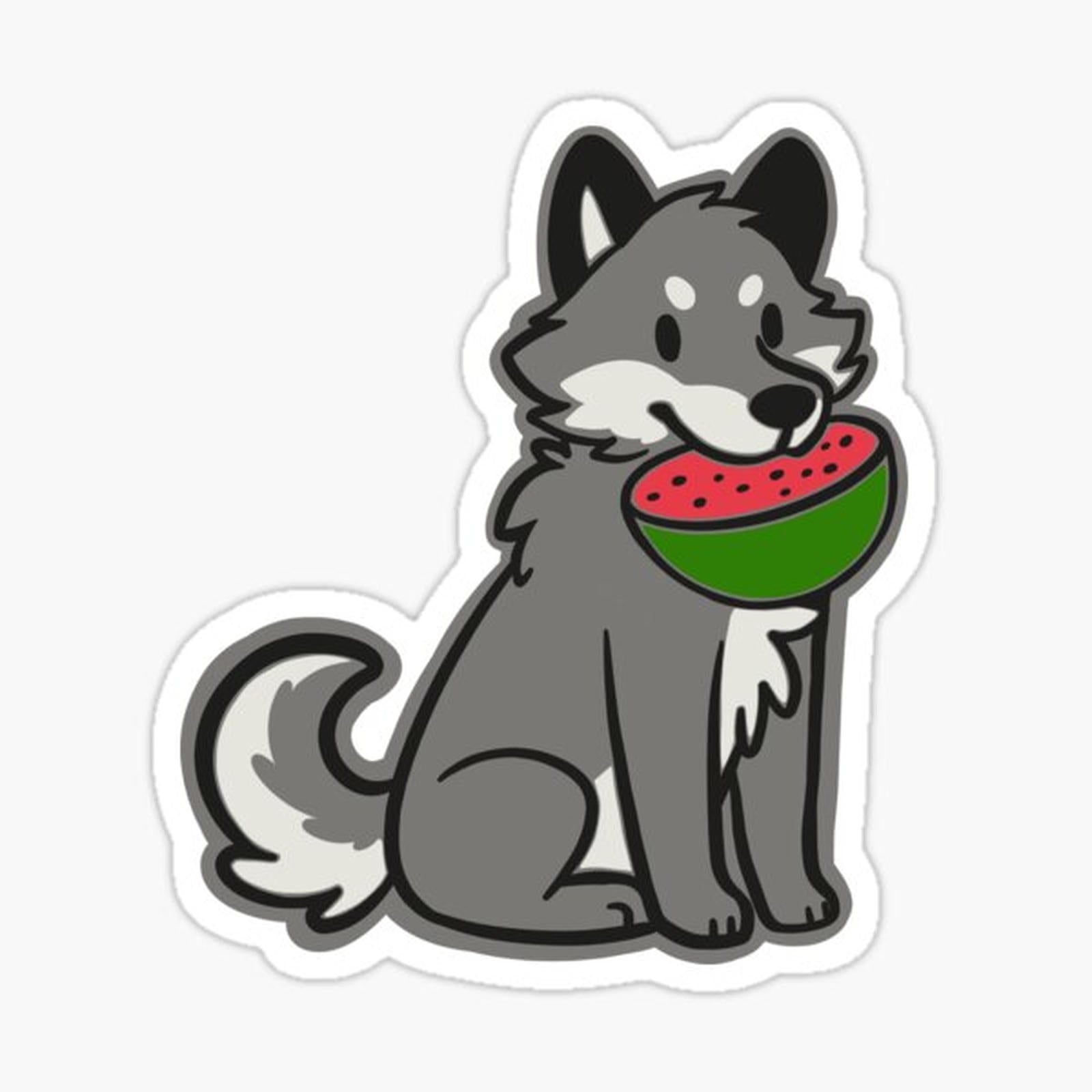 Wolf eating a watermelon