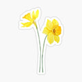 yellow daffodils (2)