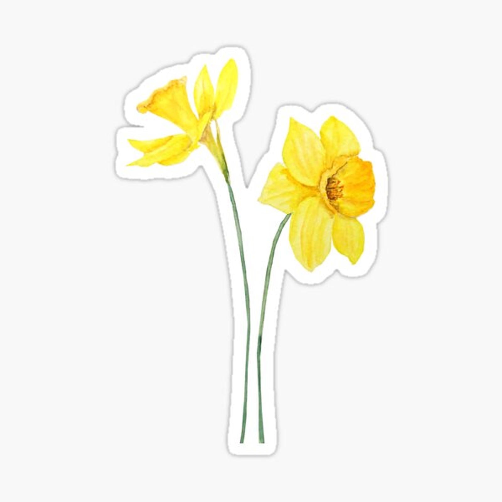yellow daffodils (2)